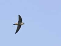 A View of an Chimney Swift, Chaetura pelagica, in flight