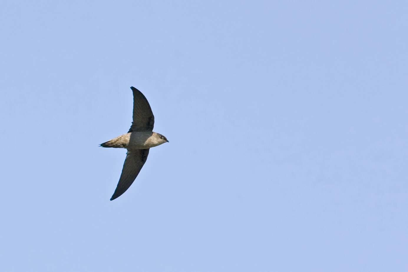 A View of an Chimney Swift, Chaetura pelagica, in flight