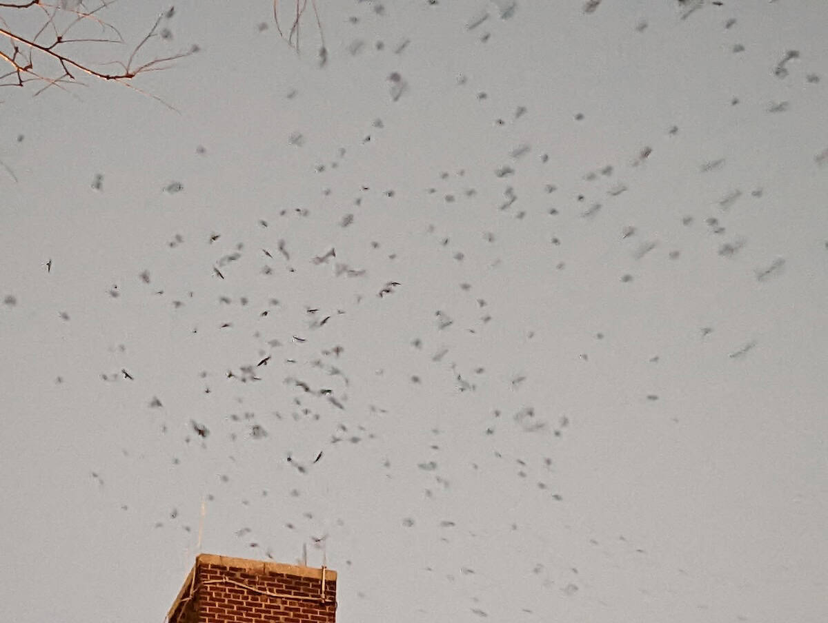 Chimney Swifts