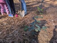 Kids planting trees