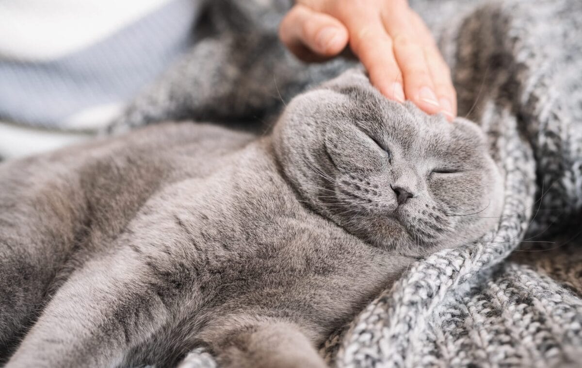 Sleep gray cat
