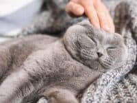 Sleep gray cat