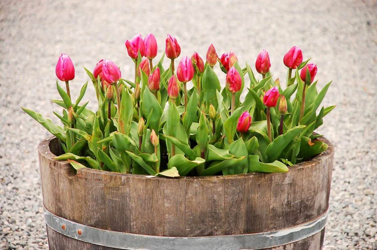 tulips in planter