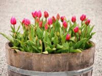 tulips in planter