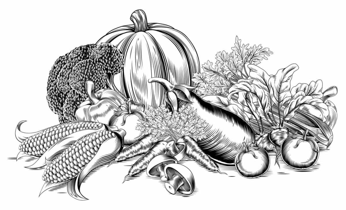 A vintage retro woodcut print or etching style vegetable fresh garden produce illustration