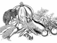A vintage retro woodcut print or etching style vegetable fresh garden produce illustration
